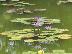 -莲花池公园