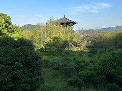 -大唐贡茶院