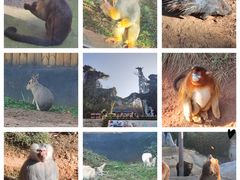 -云南野生动物园