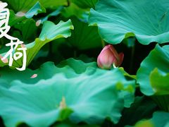 -陈家山荷花公园