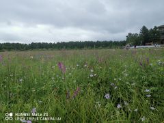 -塞罕坝国家级自然保护区