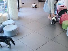 -有猫主题·治愈系猫咖(曾厝垵店)