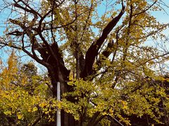 -上海佘山国家森林公园天马山园