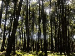 -硗碛藏寨·神木垒景区