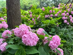 -上海滨江森林公园