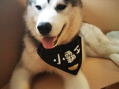 -Husky Go! 哈士奇体验馆·宠物咖啡厅狗咖