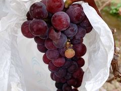 -新塘水果乐园(东洲大道店)