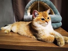 -猫大福·Fortune Cat猫舍(百子湾店)