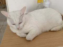 -鼓捣猫呢主题猫咖店