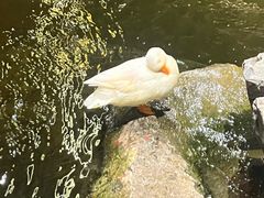 -顺德渔村·岭南一号
