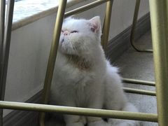 -泰国佛·塔罗·泰牌狐仙古曼