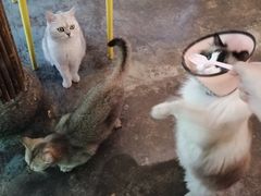 -喵屿·大理花园猫咖