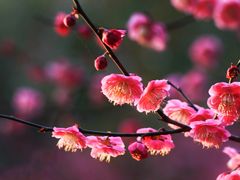 -上海吴淞炮台湾国家湿地公园