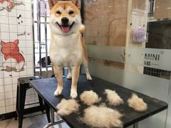 -宠小格时尚宠物生活馆(唐镇店)