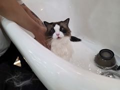 -momokira米努特·德文卷毛猫·棉花面纱犬