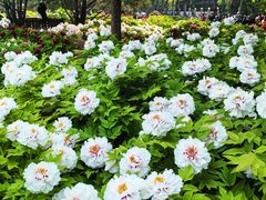 -莲花池公园