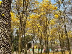 -天适樱花悠乐园