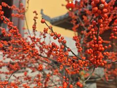 -亭林园-华藏寺