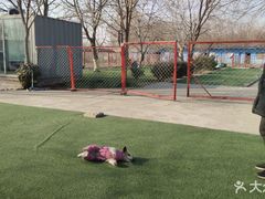 -宠物寄养训练学校