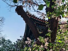 -中国伊斯兰教经学院