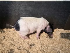 -昆明大悦城未来动物城(螺蛳湾中心店)