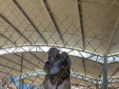 -西霞口神雕山野生动物世界