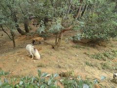 -云南野生动物园