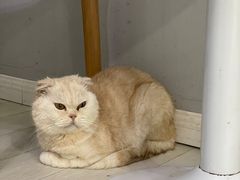 -喵的天空名猫咖啡馆·撸猫·猫舍·用品