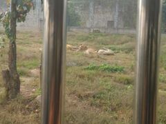 android_upload_pic-西安秦岭野生动物园