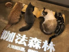 -咖法森林·咖啡  酒吧(天河店)