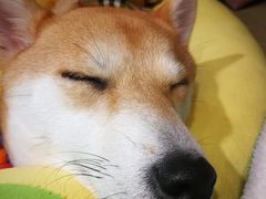 -逗柴咖啡屋·狗咖猫咖宠物桌游