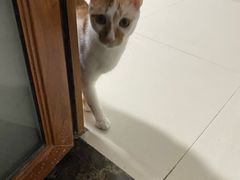 -安安宠医宠物医院·异宠·犬猫内科(岳阳分院)