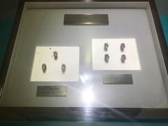 -上海昆虫博物馆