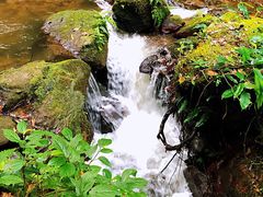-莫里热带雨林景区