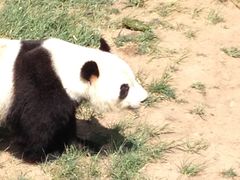 -原山国家森林公园