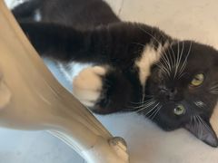 -共舞时光猫咖·狗咖(新街口店)