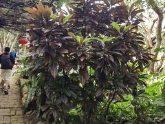 -海南热带野生动植物园
