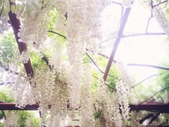 -嘉定紫藤园