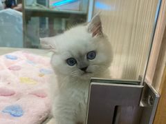 -屋虎猫馆(宝安大仟里店)