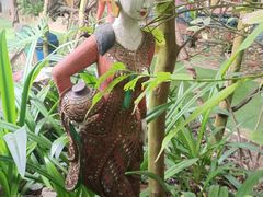 -呀路古热带植物园