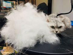 -Oh My Dog宠物沙龙(伊珊娜皮毛护理店)