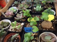 iphone_upload_pic-双季花艺园艺市场(浦东店)