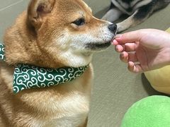 -逗柴咖啡屋·狗咖猫咖宠物桌游