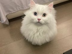 -联合动物医院(光谷诊疗中心)