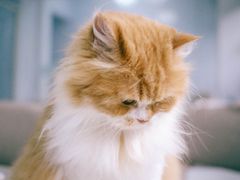 -喵的天空名猫咖啡馆·撸猫·猫舍·用品