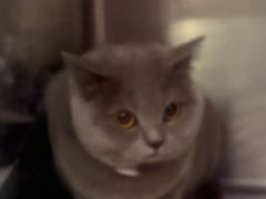 -宠颐生宠物医院·异宠猫科内科·诊疗中心宠巢店