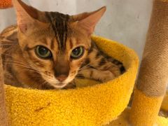 -BABIT巴比特宠物(MOMOPARK店)