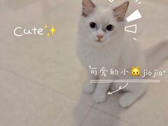 -lincat·猫舍(广州店)