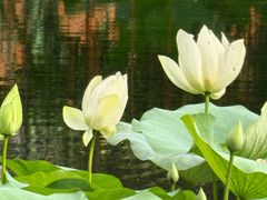 -四海公园(南山区)