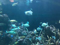 -西雅图水族馆